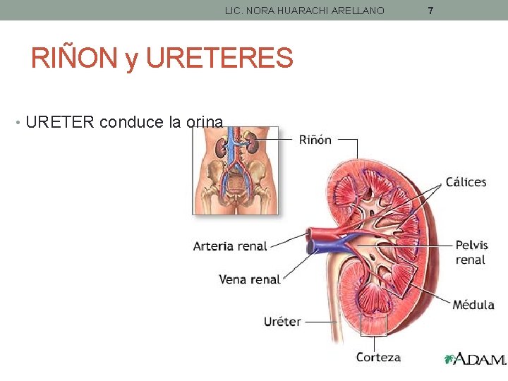LIC. NORA HUARACHI ARELLANO RIÑON y URETERES • URETER conduce la orina 7 