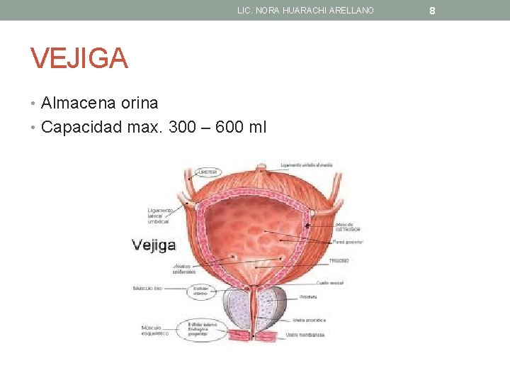 LIC. NORA HUARACHI ARELLANO VEJIGA • Almacena orina • Capacidad max. 300 – 600