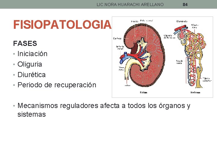 LIC. NORA HUARACHI ARELLANO 84 FISIOPATOLOGIA FASES • Iniciación • Oliguria • Diurética •