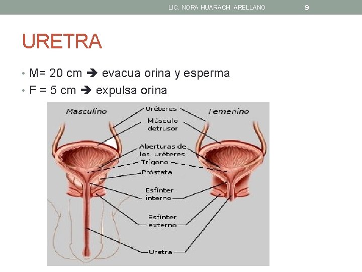LIC. NORA HUARACHI ARELLANO URETRA • M= 20 cm evacua orina y esperma •