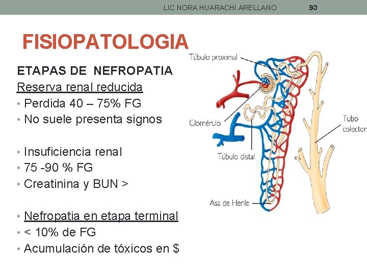 LIC. NORA HUARACHI ARELLANO FISIOPATOLOGIA ETAPAS DE NEFROPATIA Reserva renal reducida • Perdida 40