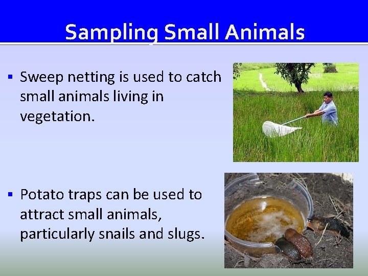 Sampling Small Animals § Sweep netting is used to catch small animals living in