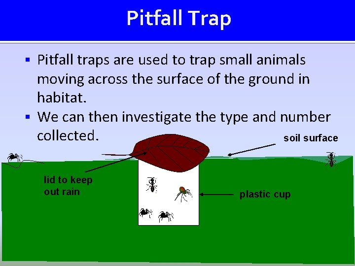 Pitfall Trap Pitfall traps are used to trap small animals moving across the surface