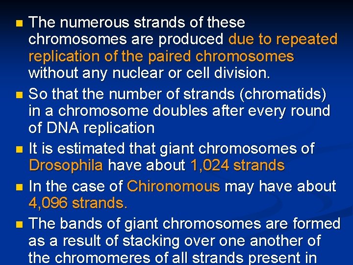 The numerous strands of these chromosomes are produced due to repeated replication of the