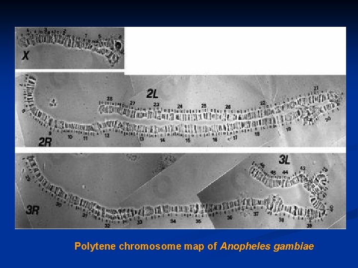 Figure 3. Polytene chromosome map of Anopheles gambiae 