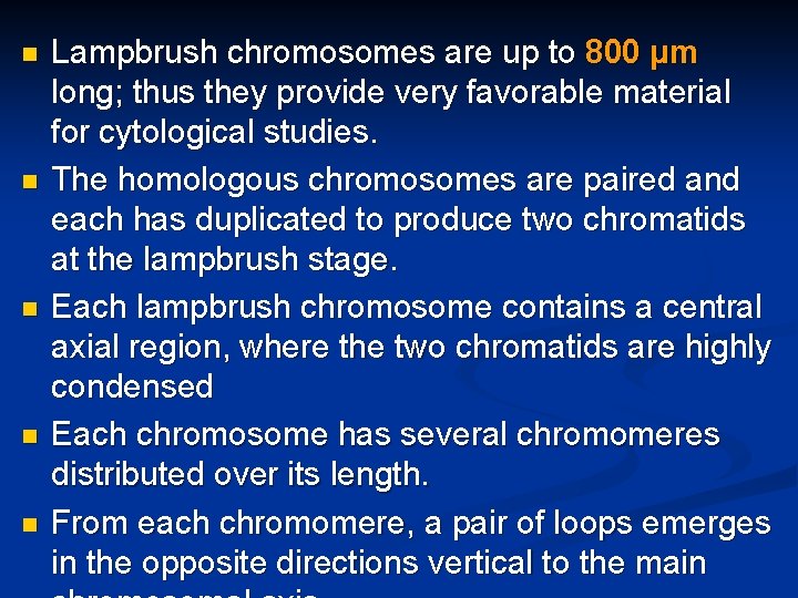 n n n Lampbrush chromosomes are up to 800 µm long; thus they provide