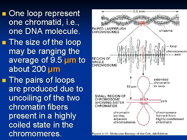 One loop represent one chromatid, i. e. , one DNA molecule. n The size