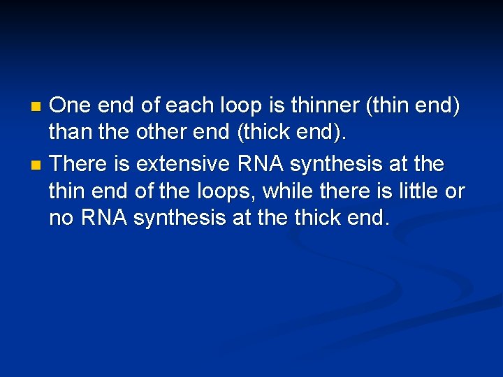 One end of each loop is thinner (thin end) than the other end (thick