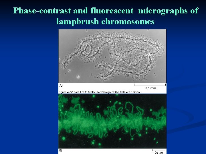 Phase-contrast and fluorescent micrographs of lampbrush chromosomes 