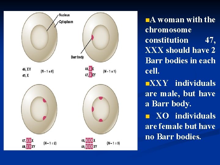 n. A woman with the chromosome constitution 47, XXX should have 2 Barr bodies