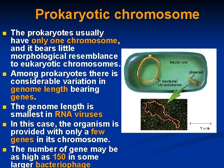 Prokaryotic chromosome n n n The prokaryotes usually have only one chromosome, and it