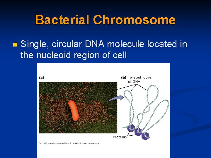 Bacterial Chromosome n Single, circular DNA molecule located in the nucleoid region of cell