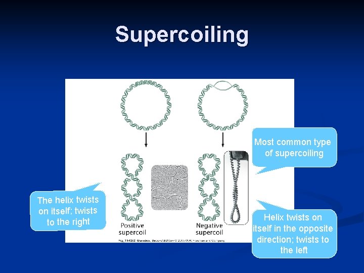 Supercoiling Most common type of supercoiling The helix twists on itself; twists to the