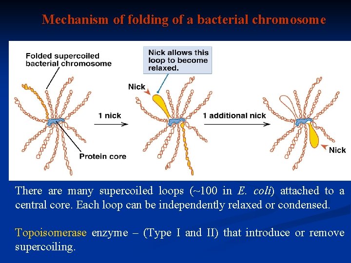 Mechanism of folding of a bacterial chromosome There are many supercoiled loops (~100 in