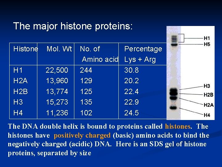 The major histone proteins: Histone Mol. Wt H 1 H 2 A H 2