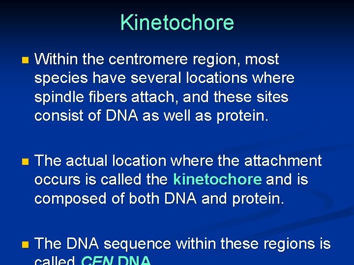 Kinetochore n Within the centromere region, most species have several locations where spindle fibers