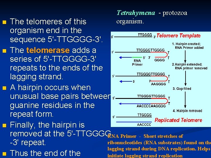 n n n Tetrahymena - protozoa organism. The telomeres of this organism end in