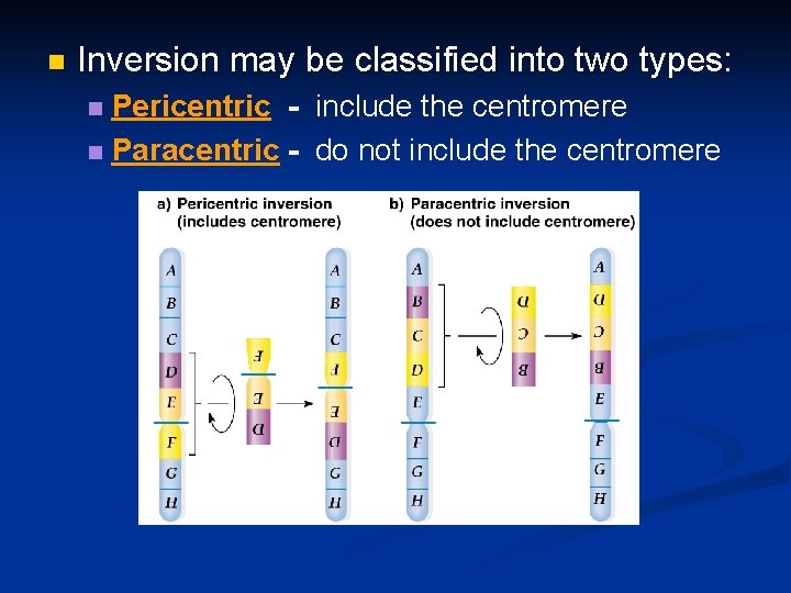 n Inversion may be classified into two types: Pericentric - include the centromere n