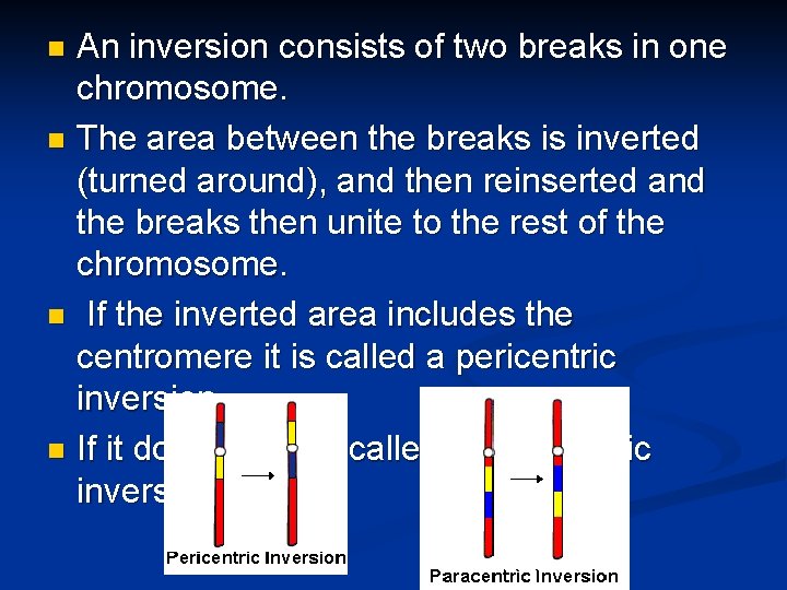An inversion consists of two breaks in one chromosome. n The area between the