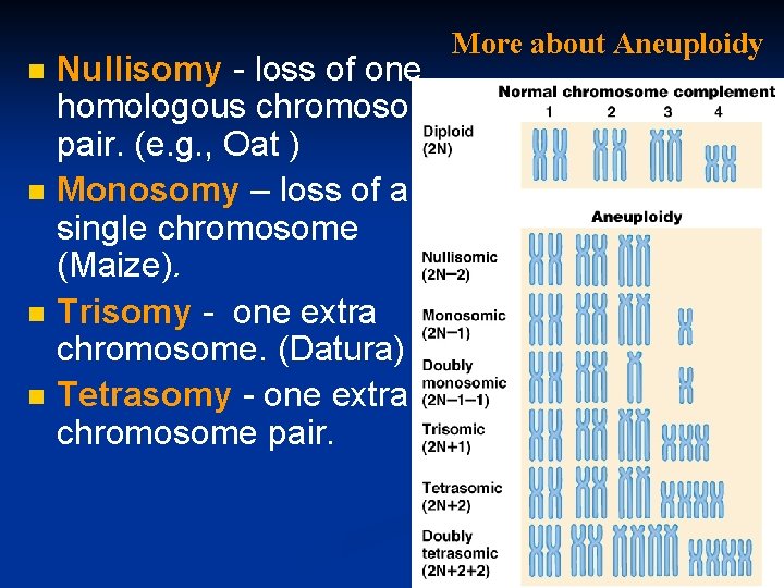 n n More about Aneuploidy Nullisomy - loss of one homologous chromosome pair. (e.