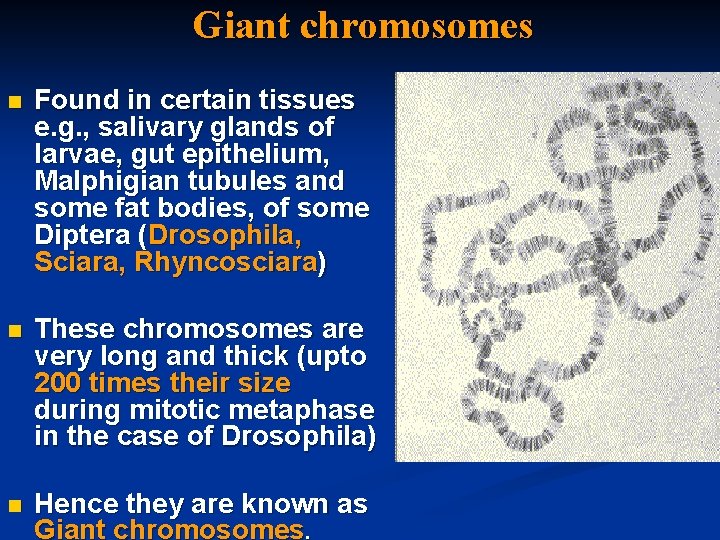 Giant chromosomes n Found in certain tissues e. g. , salivary glands of larvae,
