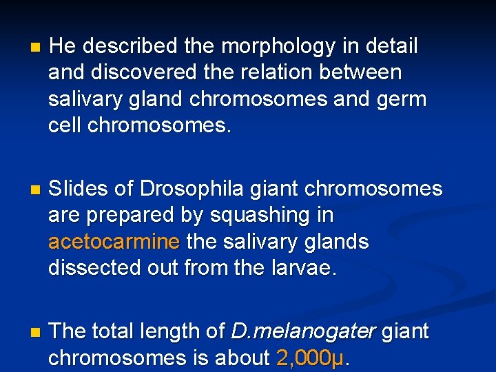 n He described the morphology in detail and discovered the relation between salivary gland