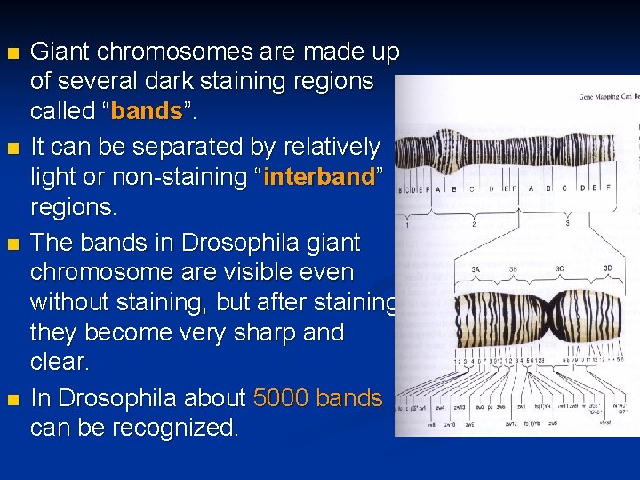 n n Giant chromosomes are made up of several dark staining regions called “bands”.