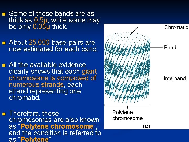 n Some of these bands are as thick as 0. 5µ, while some may