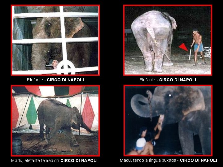 Elefante - CIRCO DI NAPOLI Madú, elefante fêmea do CIRCO DI NAPOLI Madú, tendo