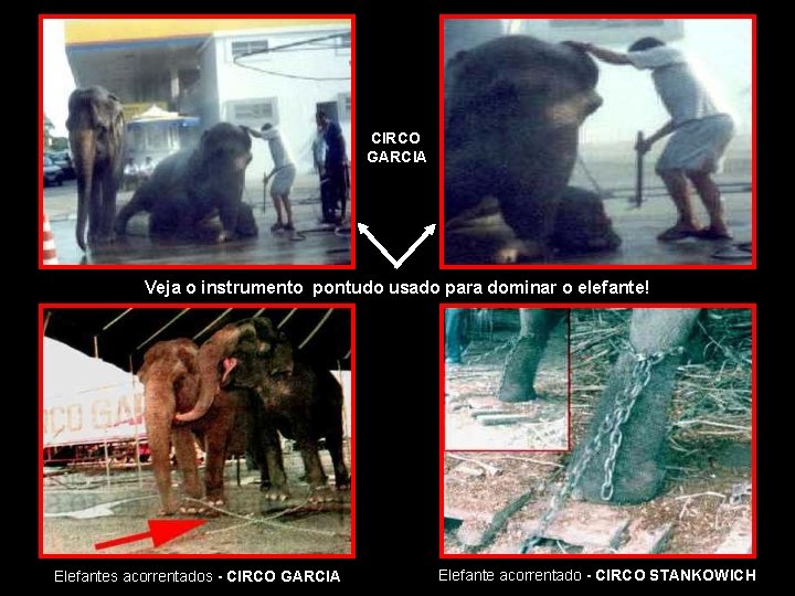 CIRCO GARCIA Veja o instrumento pontudo usado para dominar o elefante! Elefantes acorrentados -