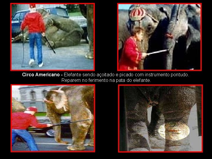 Circo Americano - Elefante sendo açoitado e picado com instrumento pontudo. Reparem no ferimento