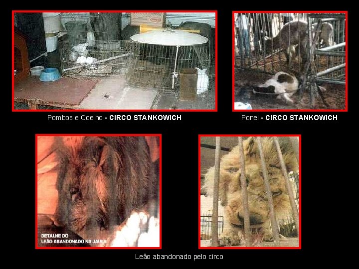 Pombos e Coelho - CIRCO STANKOWICH Leão abandonado pelo circo Ponei - CIRCO STANKOWICH