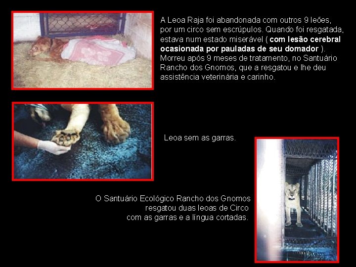 A Leoa Raja foi abandonada com outros 9 leões, por um circo sem escrúpulos.