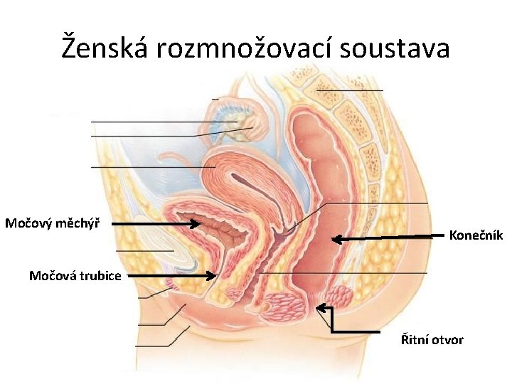 Ženská rozmnožovací soustava Močový měchýř Konečník Močová trubice Řitní otvor 