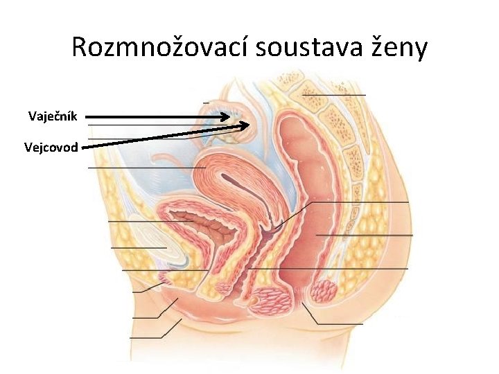 Rozmnožovací soustava ženy Vaječník Vejcovod 