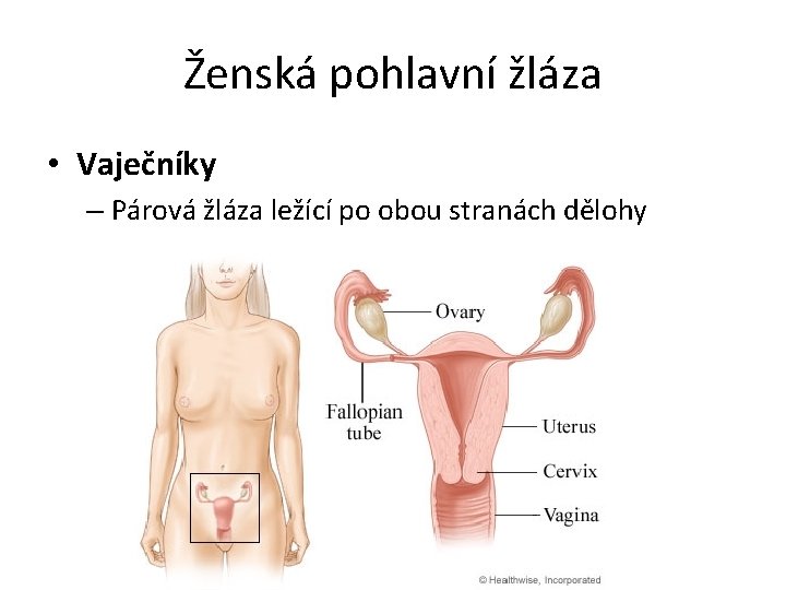 Ženská pohlavní žláza • Vaječníky – Párová žláza ležící po obou stranách dělohy 