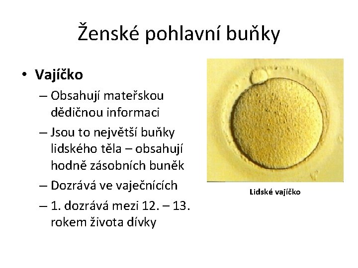 Ženské pohlavní buňky • Vajíčko – Obsahují mateřskou dědičnou informaci – Jsou to největší