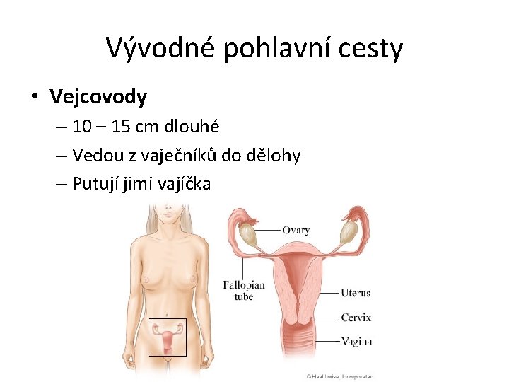 Vývodné pohlavní cesty • Vejcovody – 10 – 15 cm dlouhé – Vedou z Vývodné pohlavní cesty • Vejcovody – 10 – 15 cm dlouhé – Vedou z