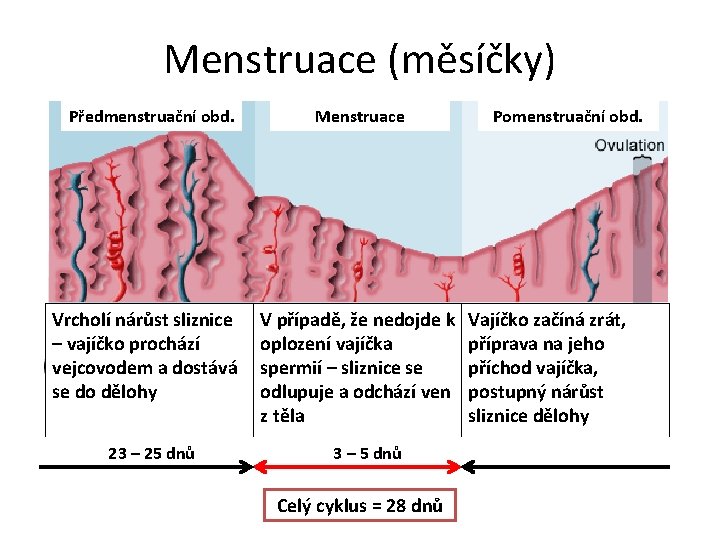 Menstruace (měsíčky) Předmenstruační obd. Vrcholí nárůst sliznice – vajíčko prochází vejcovodem a dostává se