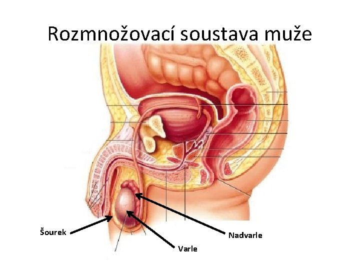 Rozmnožovací soustava muže Šourek Nadvarle Varle 