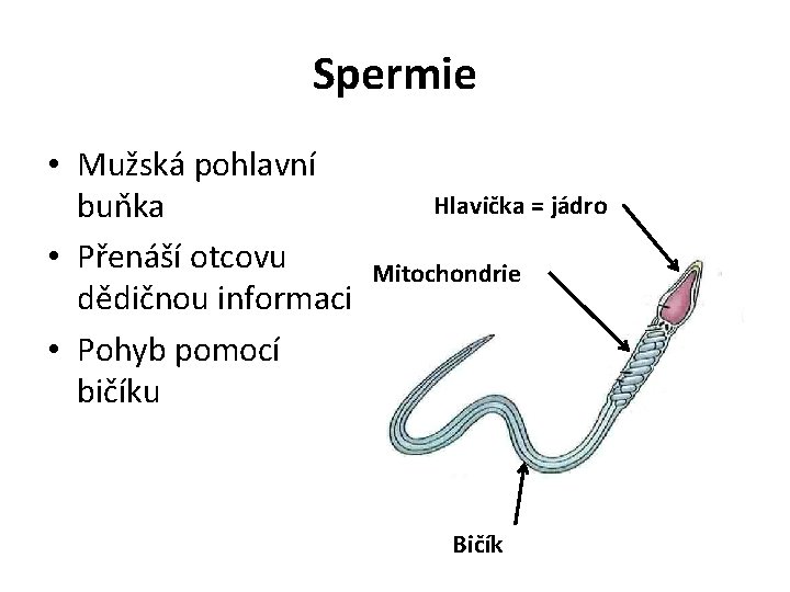 Spermie • Mužská pohlavní buňka • Přenáší otcovu dědičnou informaci • Pohyb pomocí bičíku
