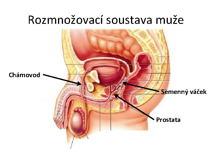 Rozmnožovací soustava muže Chámovod Semenný váček Prostata 