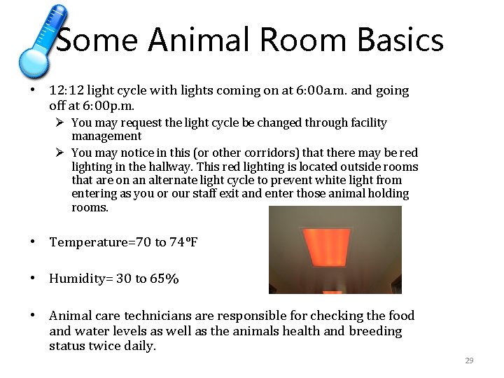 Some Animal Room Basics • 12: 12 light cycle with lights coming on at