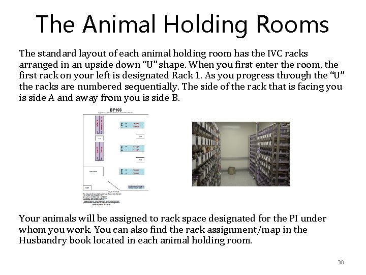 The Animal Holding Rooms The standard layout of each animal holding room has the