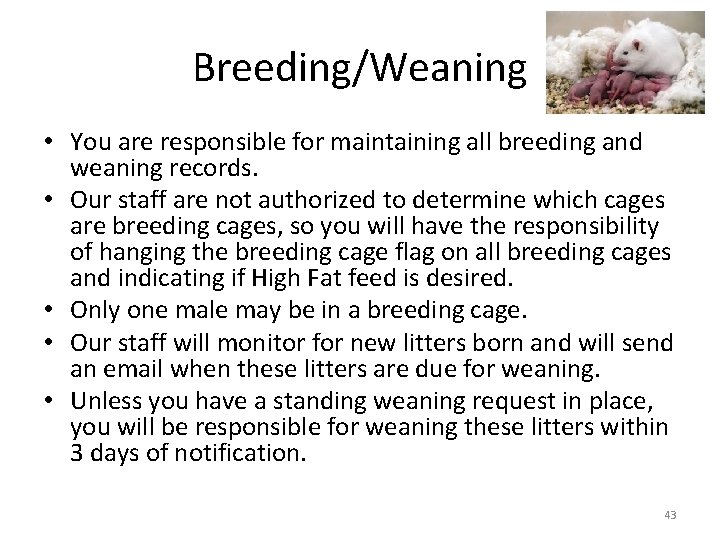 Breeding/Weaning • You are responsible for maintaining all breeding and weaning records. • Our