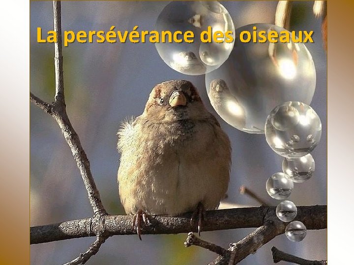 La persévérance des oiseaux 