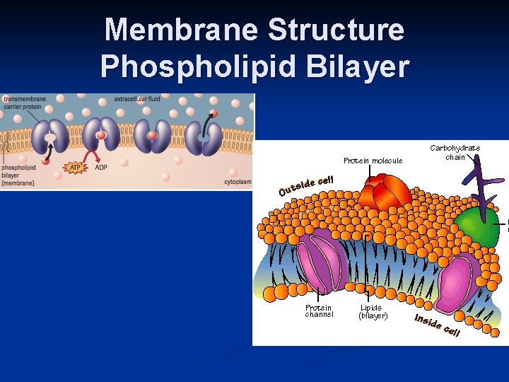 Membrane Structure Phospholipid Bilayer 