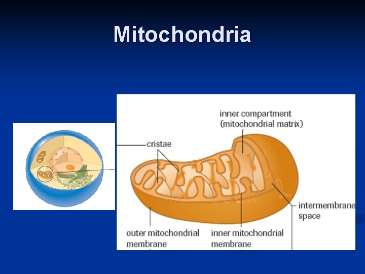 Mitochondria 