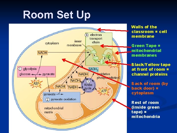 Room Set Up Walls of the classroom = cell membrane Green Tape = mitochondrial
