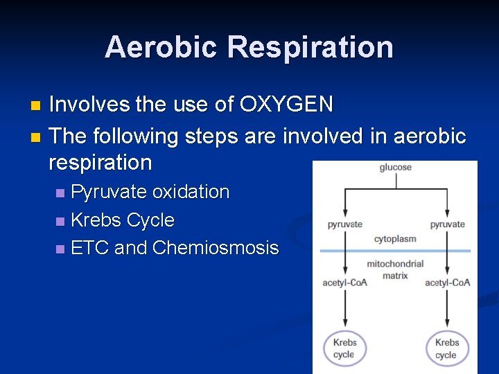 Aerobic Respiration Involves the use of OXYGEN n The following steps are involved in